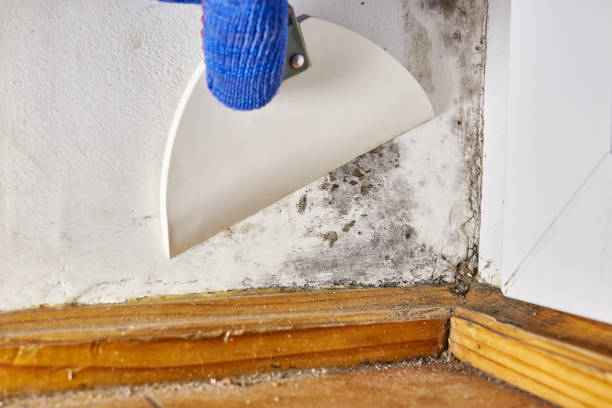 Best Post-Remediation Verification Testing  in Springdale, SC